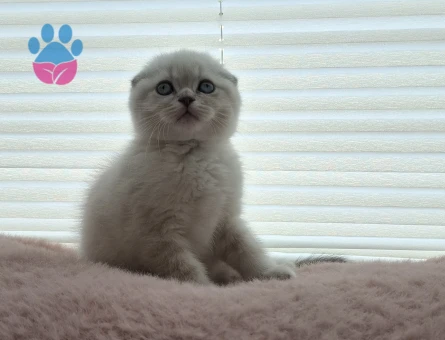 masalsı güzellikte british ve scotish yavrular