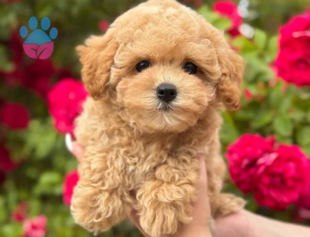 TOY POODLE SEVİMLİ YAVRULAR EV ÜRETİMİ