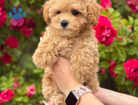 TOY POODLE SEVİMLİ YAVRULAR EV ÜRETİMİ
