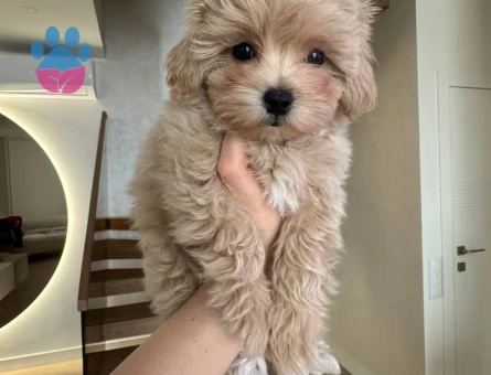 MALTİPOO CİNSİ YAVRULAR EV ÜRETİMİ