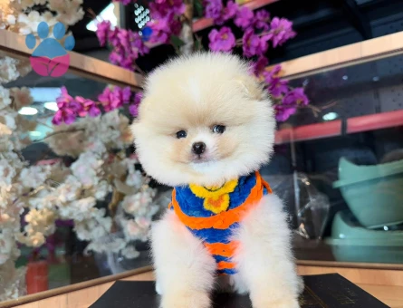 POMERRİAN boo yavrular