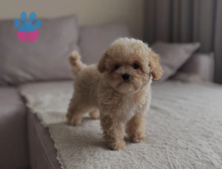 Maltipoo bebeklerimiz - 4862