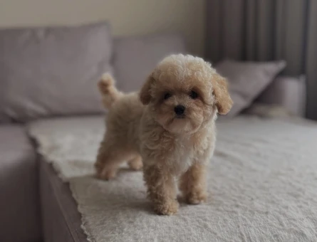 Maltipoo bebeklerimiz - 4862