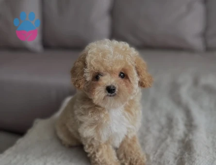 Maltipoo bebeklerimiz