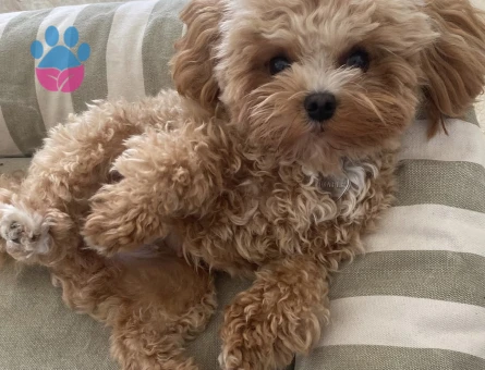 Mini maltipoo bebekler