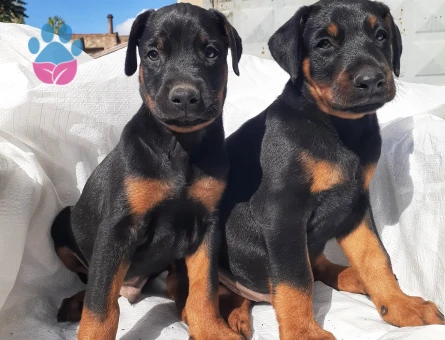 A kalite doberman yavrular