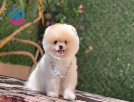 A KALİTE POMERANİAN BOO YAVRUMUZ