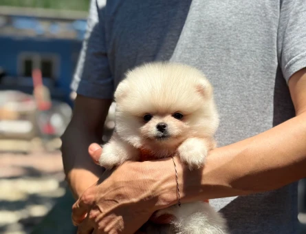 BABY FACE POMERANİAN BOO - 4866