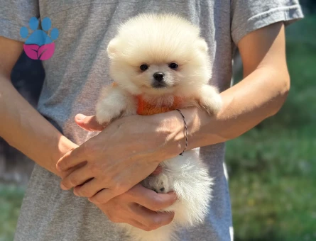 BABY FACE POMERANİAN BOO