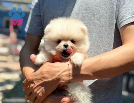 BABY FACE POMERANİAN BOO