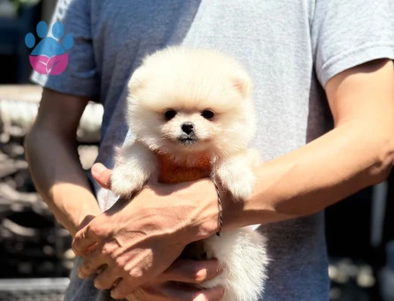 BABY FACE POMERANİAN BOO