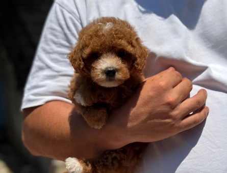 A CLASS MALTİPOO YAVRUMUZ - 4868