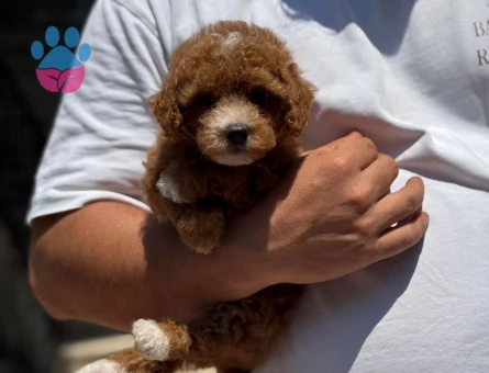 A CLASS MALTİPOO YAVRUMUZ