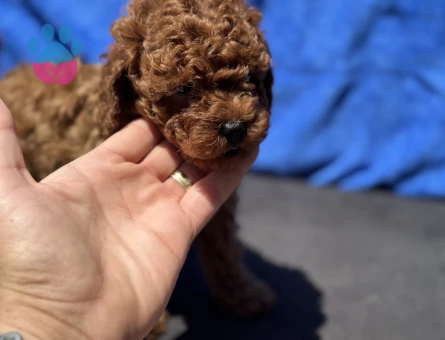 Petmode köpek çiftliğinden kore toy poodle yavrularımız