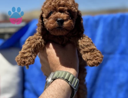 Petmode köpek çiftliğinden kore toy poodle yavrularımız