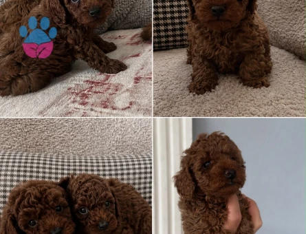 KORE VE TOY POODLE