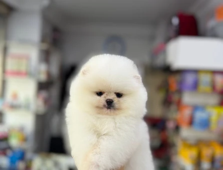 POMERANİAN BOO AYI SURAT BEBEKLER - 4872