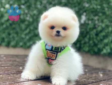 POMERANİAN BOO AYI SURAT BEBEKLER