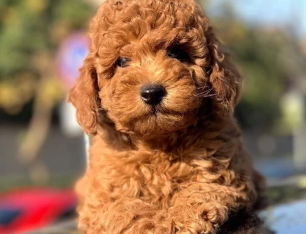 RED TOY POODLE YAVRUMUZ - 4874