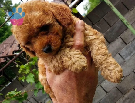 RED TOY POODLE YAVRUMUZ
