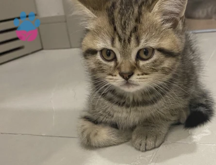 British Shorthair Erkek Yavru – Yeni Ailesini Arıyor