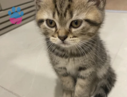 British Shorthair Erkek Yavru – Yeni Ailesini Arıyor