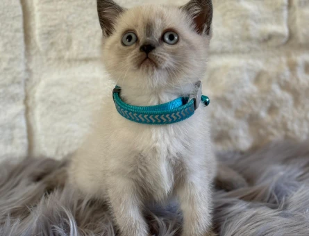 British Shorthair Bluepoint 2 Aylık Erkek