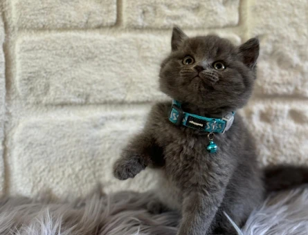 2 Aylık British Shorthair Gri Erkek
