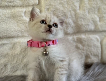 British Shorthair Dişi Point Yuva Arıyor