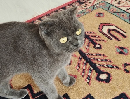 Scottish fold ücretsiz sahiplendirme