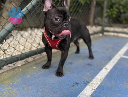 French bulldog