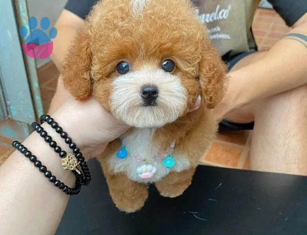 Toy Poodle bebeklerimiz