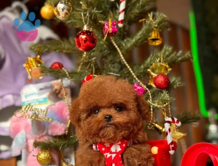 Kore bebişler poodle