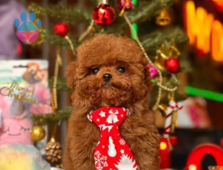 Kore bebişler poodle