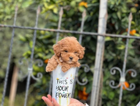 Şampiyon bebekler Poodle - 6082