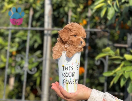 Şampiyon bebekler Poodle