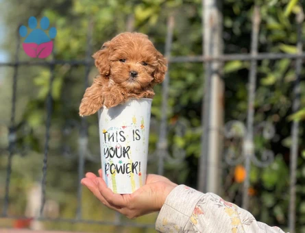 Şampiyon bebekler Poodle