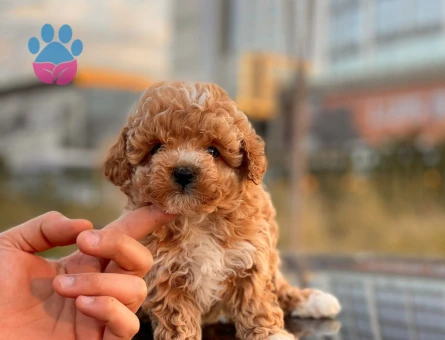 Efsane eşi benzeri yok Poodle