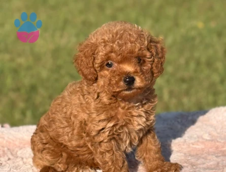 TOY POODLE SEVİMLİ YAVRULAR EV ÜRETİMİ