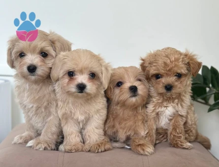 MALTİPOO CİNSİ YAVRULAR EV ÜRETİMİ