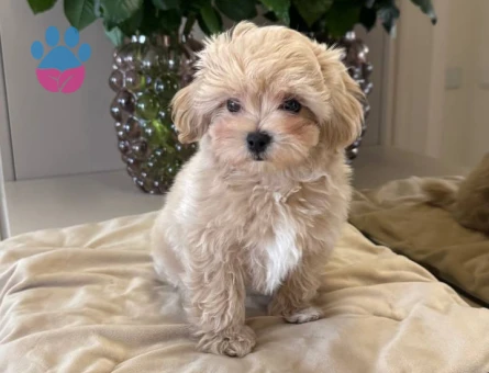 MALTİPOO CİNSİ YAVRULAR EV ÜRETİMİ
