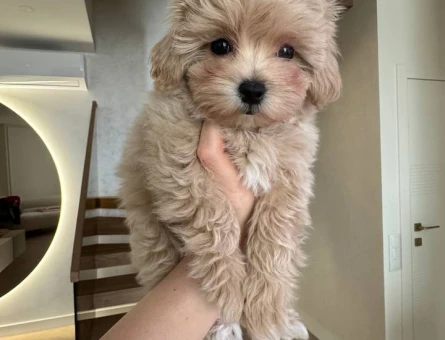 MALTİPOO CİNSİ YAVRULAR EV ÜRETİMİ - 6094