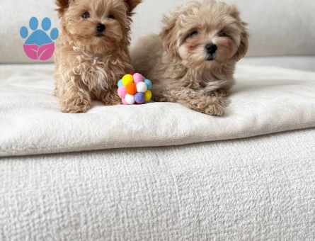 MALTİPOO CİNSİ YAVRULAR EV ÜRETİMİ