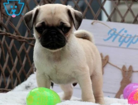 PUG MOPS YAVRULAR EV ÜRETİMİ - 6095