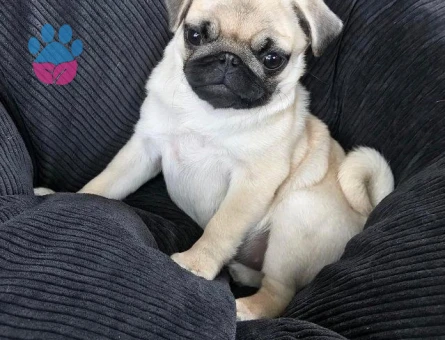 PUG MOPS YAVRULAR EV ÜRETİMİ