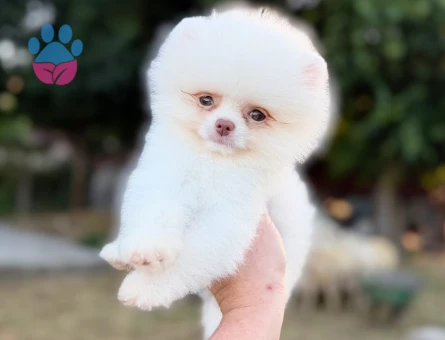 POMERRİAN boo yavrular