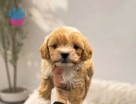Baby face maltipoo bebekler
