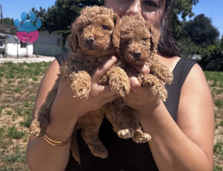 Kilo garantili toy poodle yavrularım