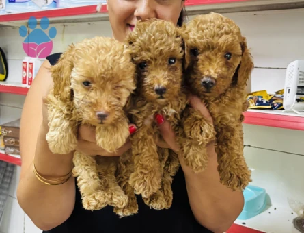 Ufacık toy Poodle yavrularım