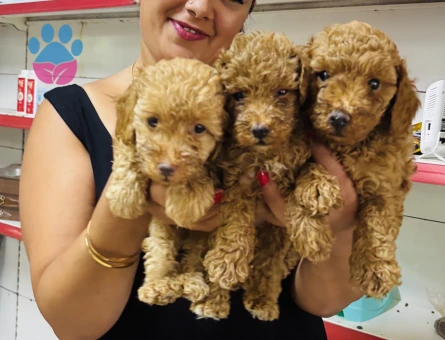 Ufacık toy Poodle yavrularım